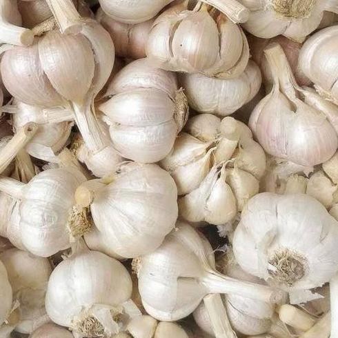 

Bawang Putih Kating 1 Kg Tekstur Padat & Basah aSt