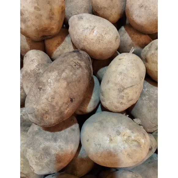 

KENTANG DIENG UKURAN BESAR 1KG SUPER aSt