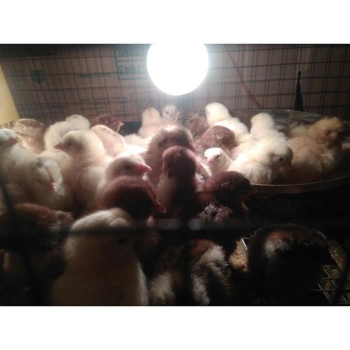 

ATS Telur Tetas Ayam Kampung Super Elba Asli,GARANSI FERTIL,FREE PACKING