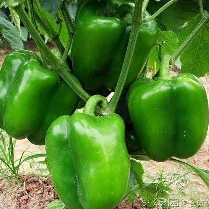 PREMIUM Bibit Tanaman Hidup PAPRIKA BERBUAH - Tanaman Buah Paprika