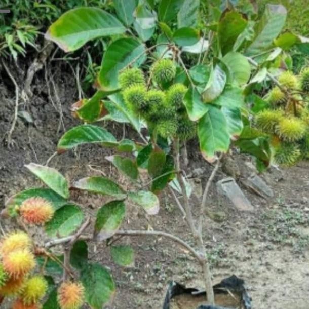 PREMIUM Bibit Tanaman Rambutan Binjai Sudah Berbuah/Berbunga-Bibit Buah