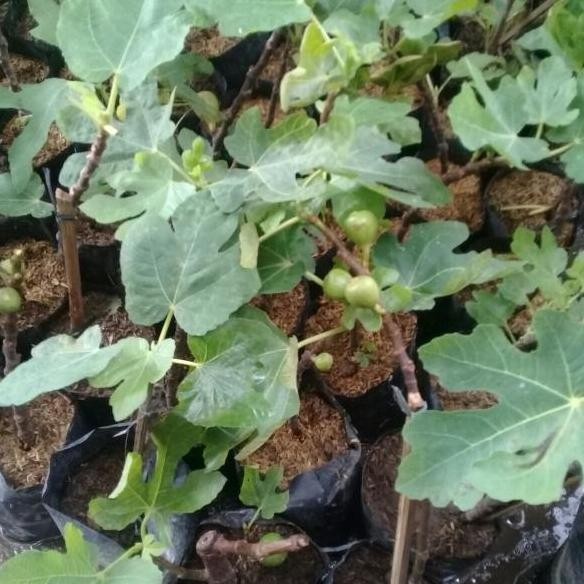 bibit buah tin iraqi berbuah PREMIUM