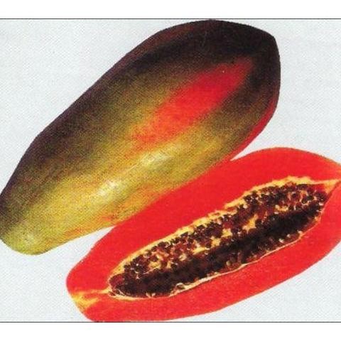 PREMIUM 10 Biji Bibit Buah Pepaya Jingga