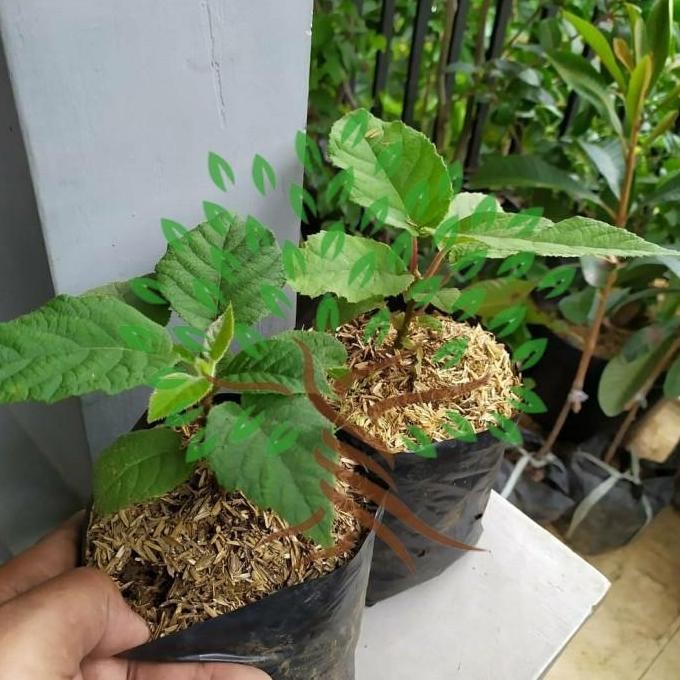 PREMIUM BIBIT TANAMAN BUAH KIWI JANTAN DAN BETINA-BIBIT POHON KIWI SEPAKET