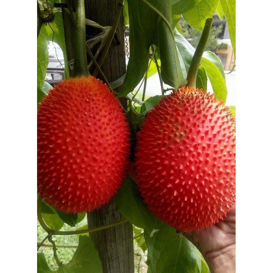 Bibit Buah GAC Fruit Restock PREMIUM