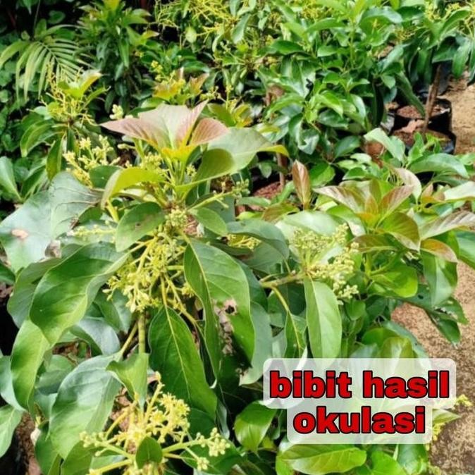 Bibit tanaman pohon buah apokat alpukat alator super jumbo PREMIUM