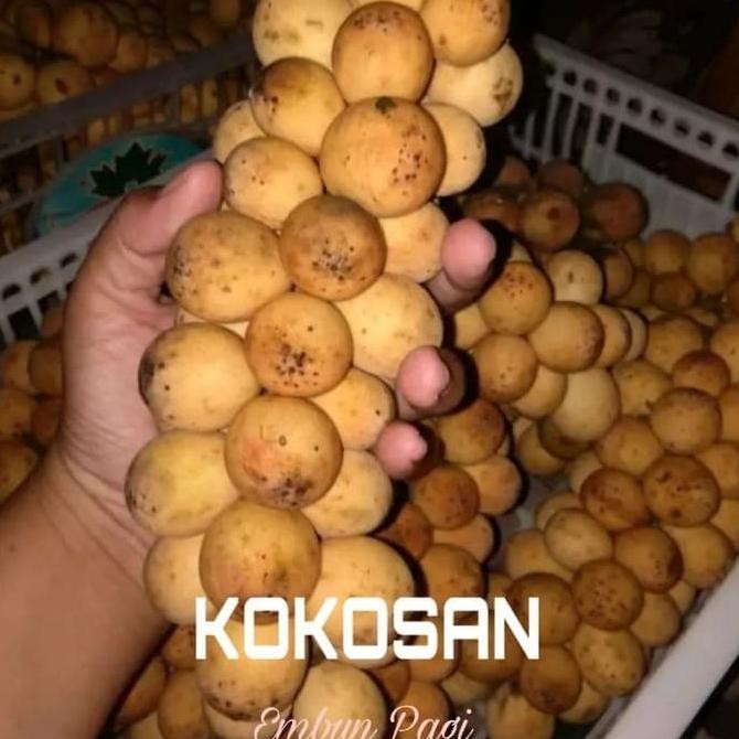 PREMIUM Bibit pohon Buah Kokosan at pijitan at Bijitan
