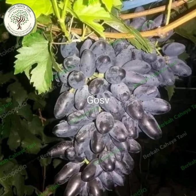 Farming pohon anggur hitam gosv impor-bibit tanaman buah anggur PREMIUM