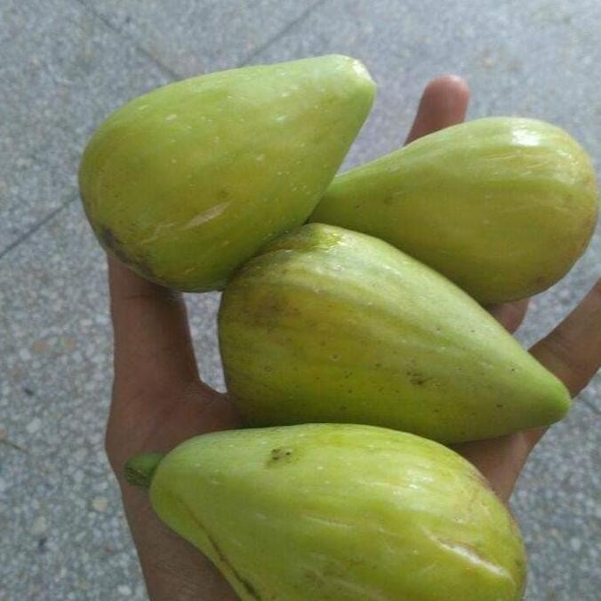 BiBit Buah tin Dalmatie Rusia PREMIUM