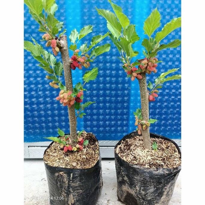 Bibit buah Murbei Jumbo Berbatang Besar - Murbei Jumbo Cangkok PREMIUM