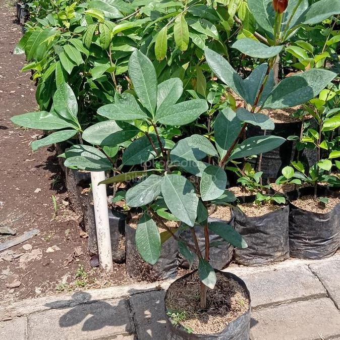 bibit tanaman buah cherry bril - black Cherry PREMIUM