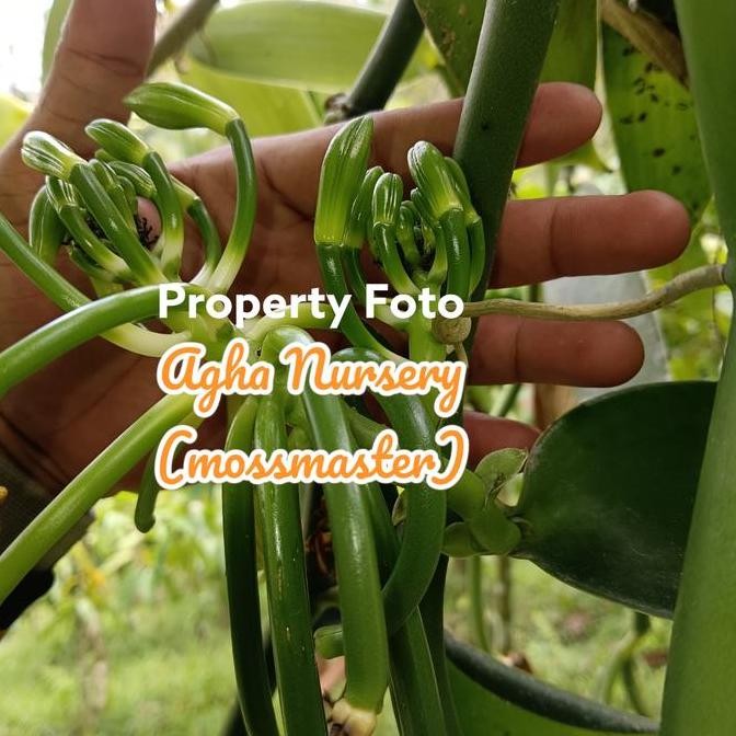 PREMIUM bibit vanili vania tangkai buah bercabang 2
