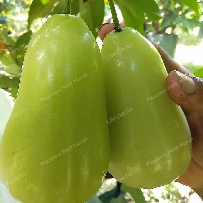 PREMIUM Bibit Tanaman Buah Jambu Air Super Green-Pohon Jambu Super Green Super