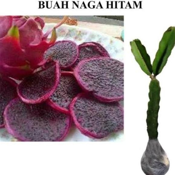 PREMIUM Bibit Tanaman Buah Naga Hitam Super