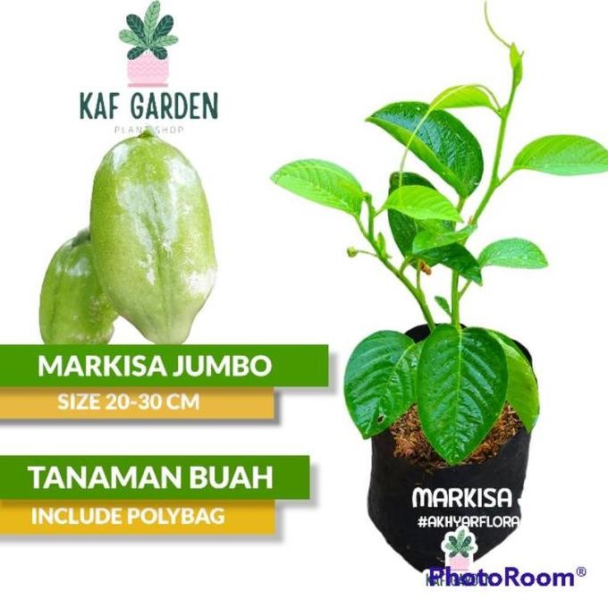 PREMIUM Bibit Tanaman Markisa Jumbo Buah Markisa Jumbo