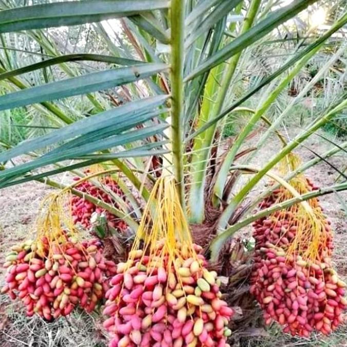 PREMIUM Bibit pohon Buah kurma Tropis BARHEE