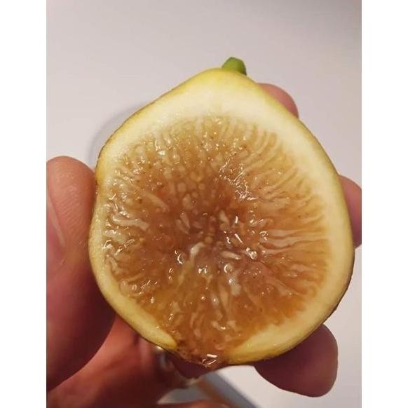 PREMIUM bibit buah tin Kadota fresh cangkok