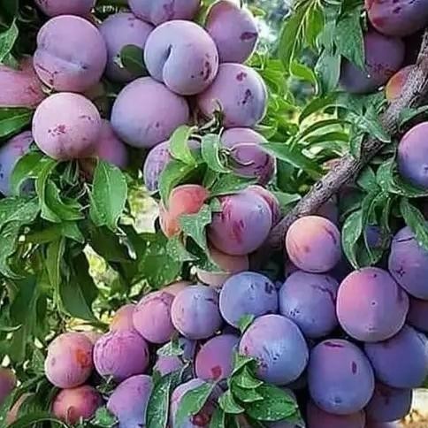 PREMIUM Bibit Buah Plum Ungu import premium - Buah Superfood Plum ungu