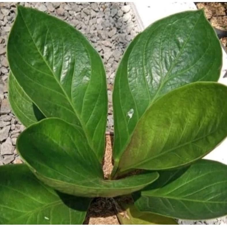 Berkualitas Tanaman Hias Anthurium Jemani Mangkok lady gaga - jemani mangkok lady Cantik segar MURAH