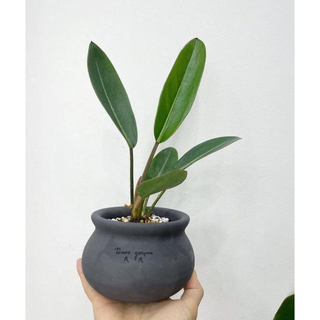 Berkualitas Tanaman Hias philodendron callosum - Philogolok MURAH