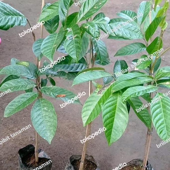 PREMIUM bibit tanaman buah duku palembang duku tanpa biji super genjah