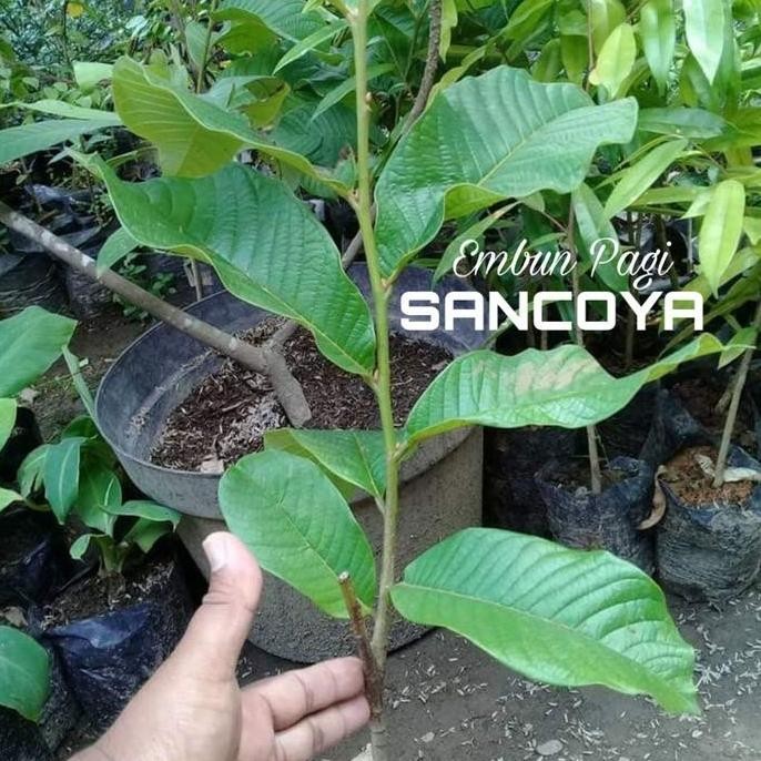 Bibit Pohon Buah Srikaya Durian Sancoya Langka TBBL15 fres PREMIUM