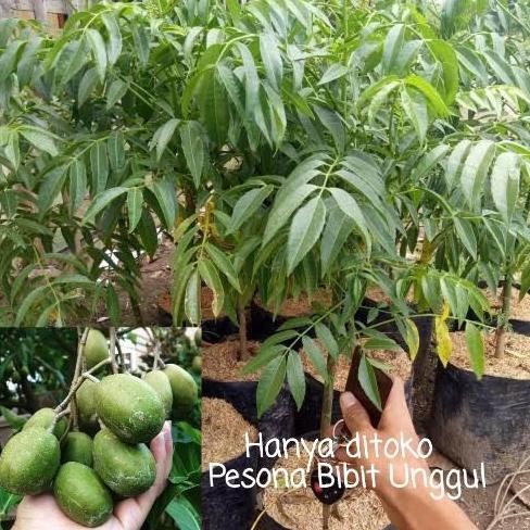 PREMIUM Bibit Kedondong mini Buah lebat