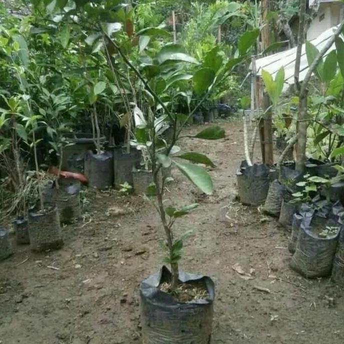 PREMIUM BIBIT TANAMAN BUAH JERUK MANDARIN