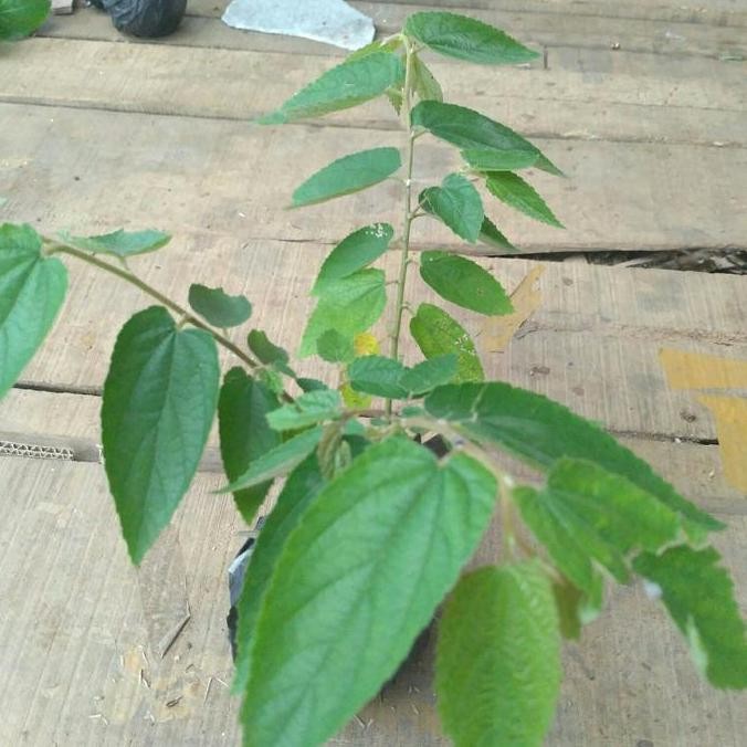 PREMIUM Bibit Pohon Ceri Kersen Tanaman Ceri Talok Buah Ceri Seri