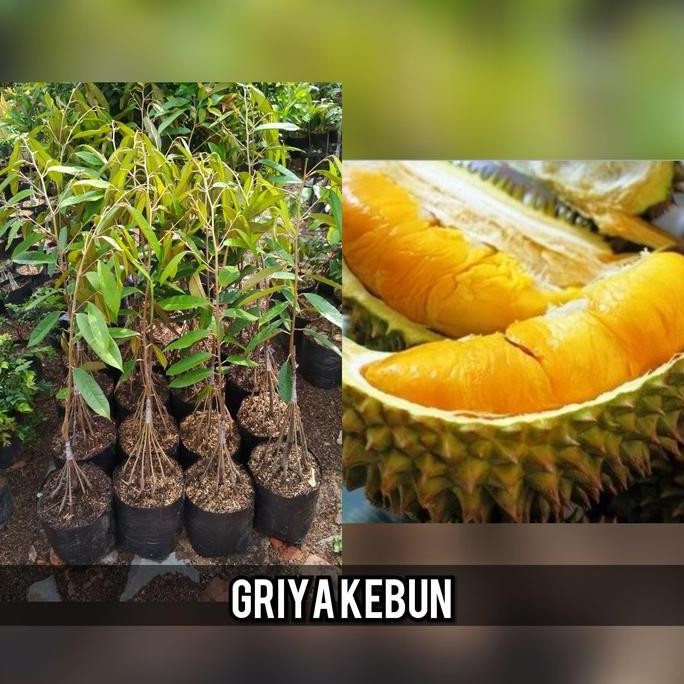 BIBIT BUAH DURIAN MUSANGKING KAKI 10 PREMIUM