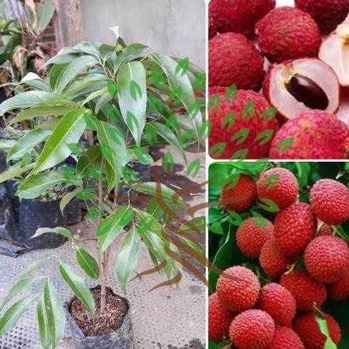 PREMIUM Bibit Tanaman Buah Leci Merah-Bibit Pohon Leci Merah Cangkok Asli