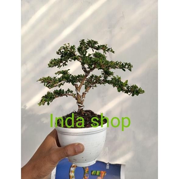 Berkualitas bonsai hinkip(sudah jadi) MURAH