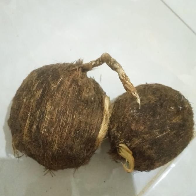 PREMIUM Bibit Pohon Lontar Penghasil Legen Toak Dan Buah Silan