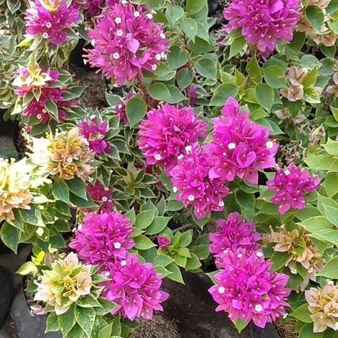 Bibit Bunga Bonsai Bugenvil Bougenville Singapore Orian Rimbun MURAH