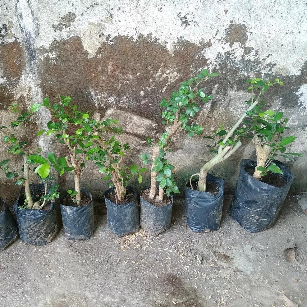 Bibit Tanaman Bonsai Serut MURAH