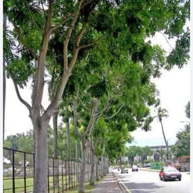 Pohon peneduh Angsana tinggi 2meter