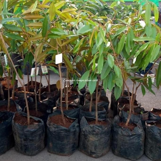 PREMIUM Tanaman Buah Durian Musang King / Bibit Durian Musang King