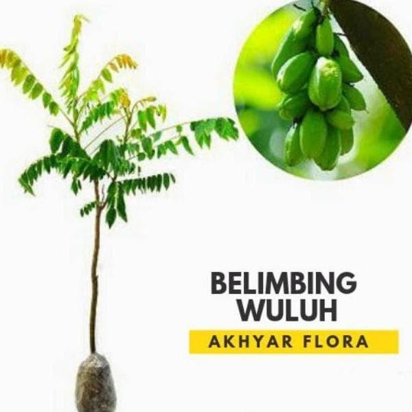 PREMIUM TEERCAYAA Bibit Belimbing Wuluh Tanaman Buah Belimbing Wuluh Bibit