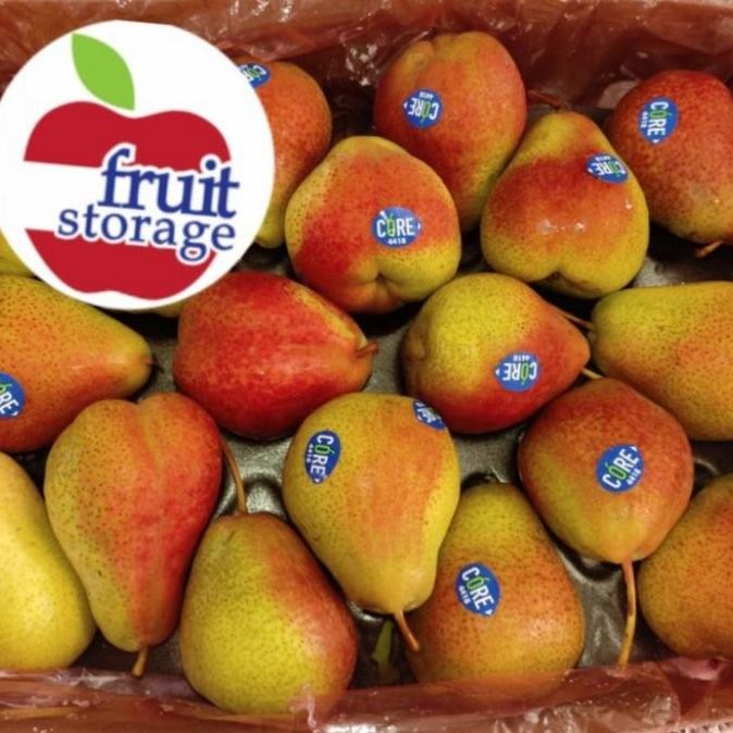 PREMIUM Bibit Buah Pear Forelle Afrika / Pir Forelle, Import, Cepat Berbuah