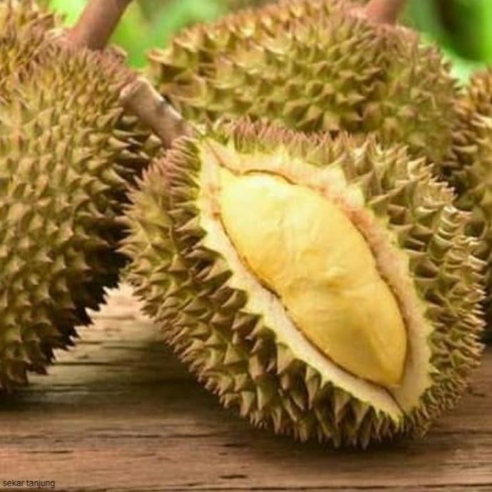 Bibit tanaman buah durian kanyao asli Thailand PREMIUM
