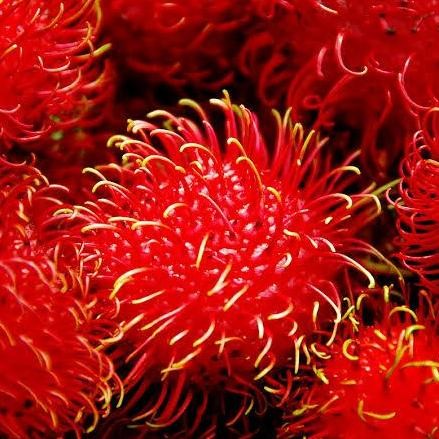 PREMIUM BIBIT BUAH RAMBUTAN PARAKAN