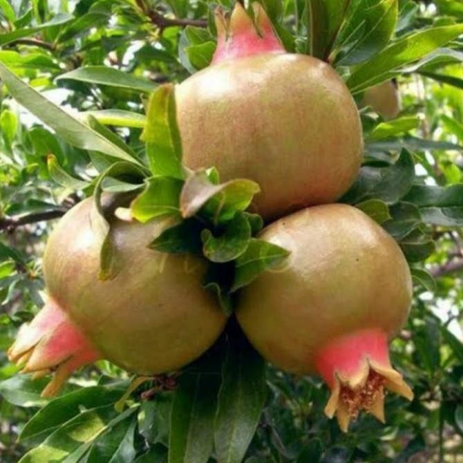 PREMIUM bibit tanaman buah delima putih siap berbunga dan berbuah