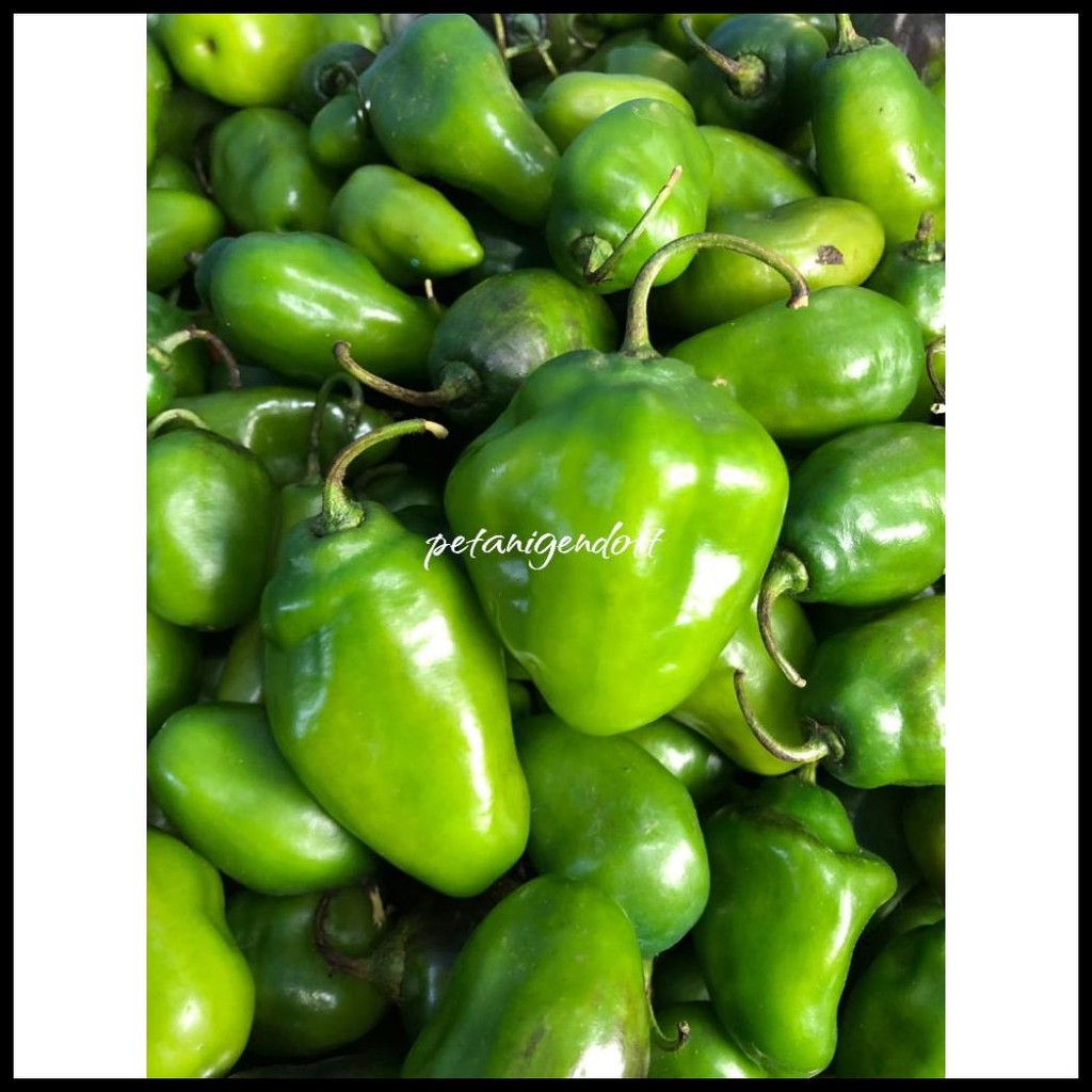 

CABE GENDOT SUPER KEMASAN 250GR