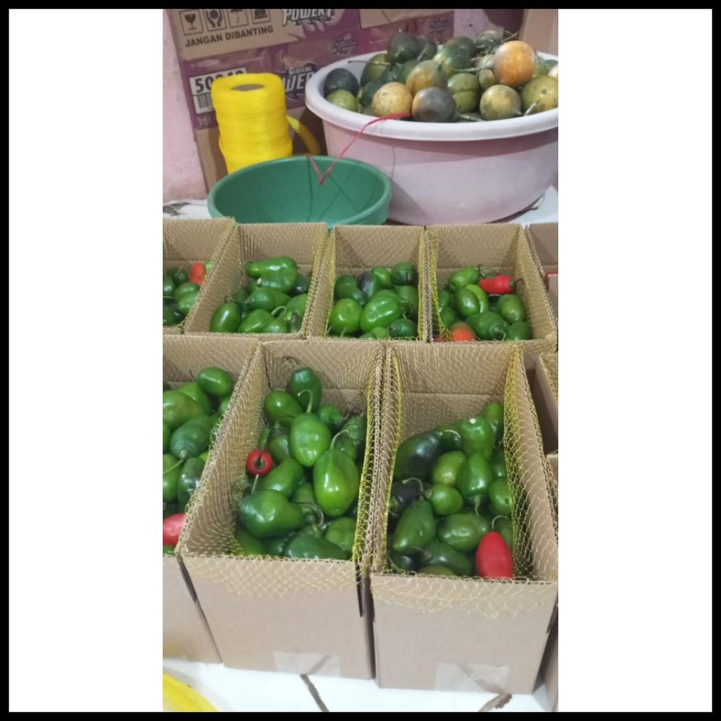 

CABE GENDOT SEGAR ISI 1KG - PAKET HEMAT BUAH/SAYURAN CABE GENDOT SEGAR CIKAJANG GARUT