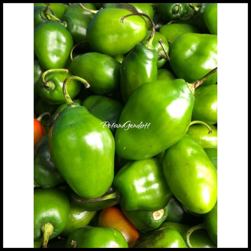 

CABE GENDOT FRESH BANDUNG 250GR