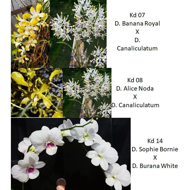 Botolan Anggrek Dendrobium Hybrid aSt