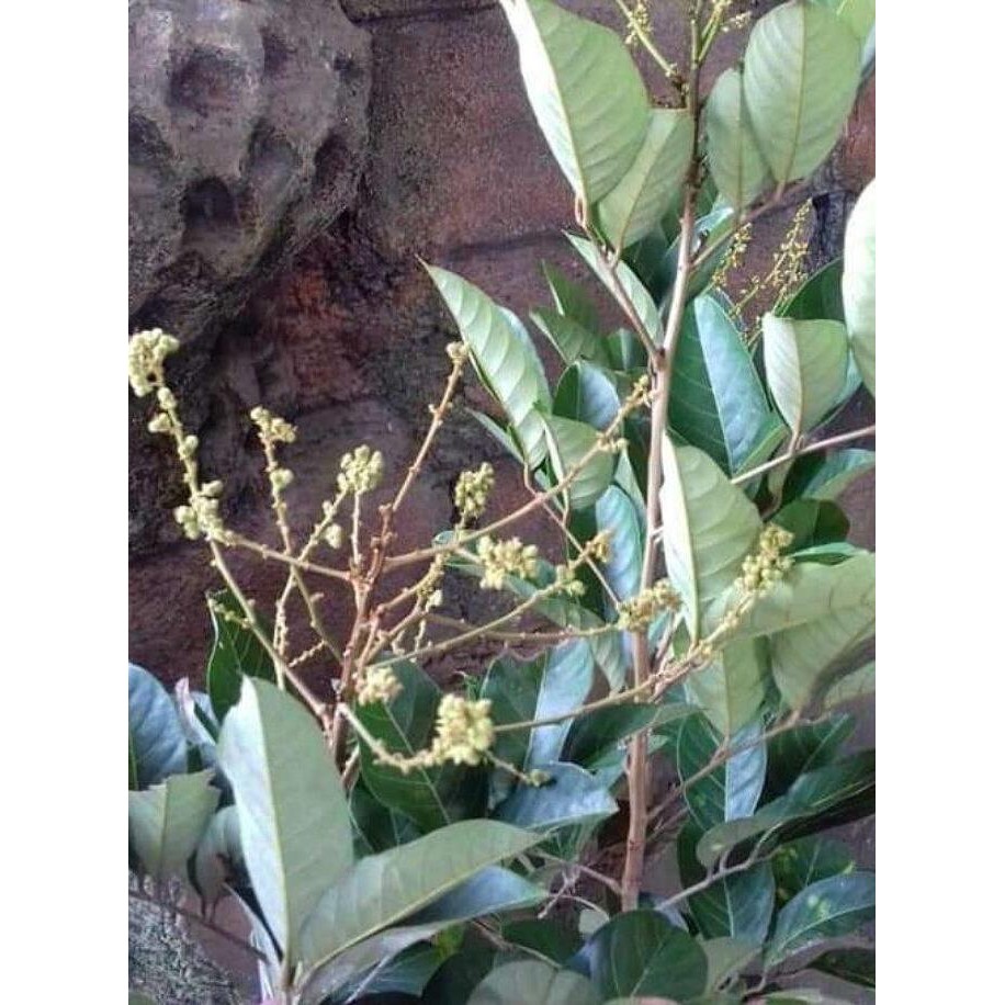 Tanaman Bibit Buah Rambutan Binjai Sudah Berbuah MMMM VALID