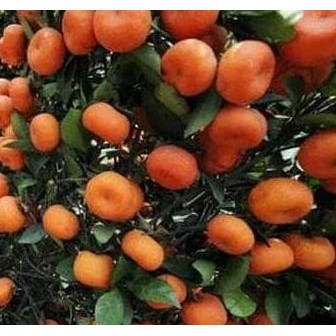 BIBIT JERUK SANTANG MADU ASLI BERBUAH KUNING HASIL CANGKOK BENIH BUAH VALID