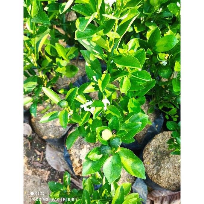 Produc Bibit Pohon Jeruk Kip/Lemon Cina Sdh Berbuah Kecil2 Tinggi VALID