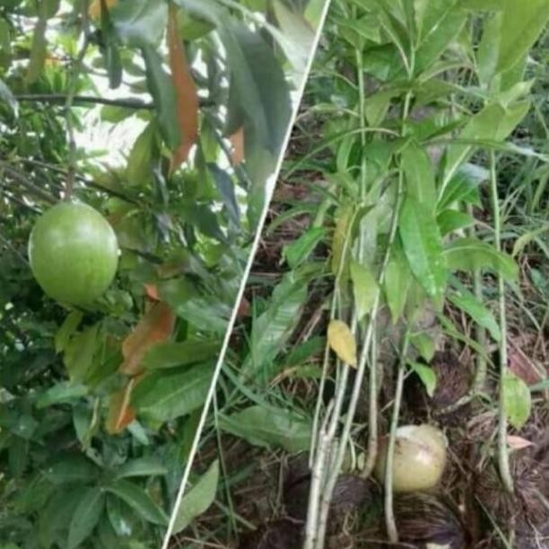 Pohon Bintaro - Tanaman Pelindung Bibit Pohon Bintaro SUPER MMMM VALID